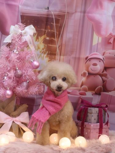 20241201HONEYちゃん